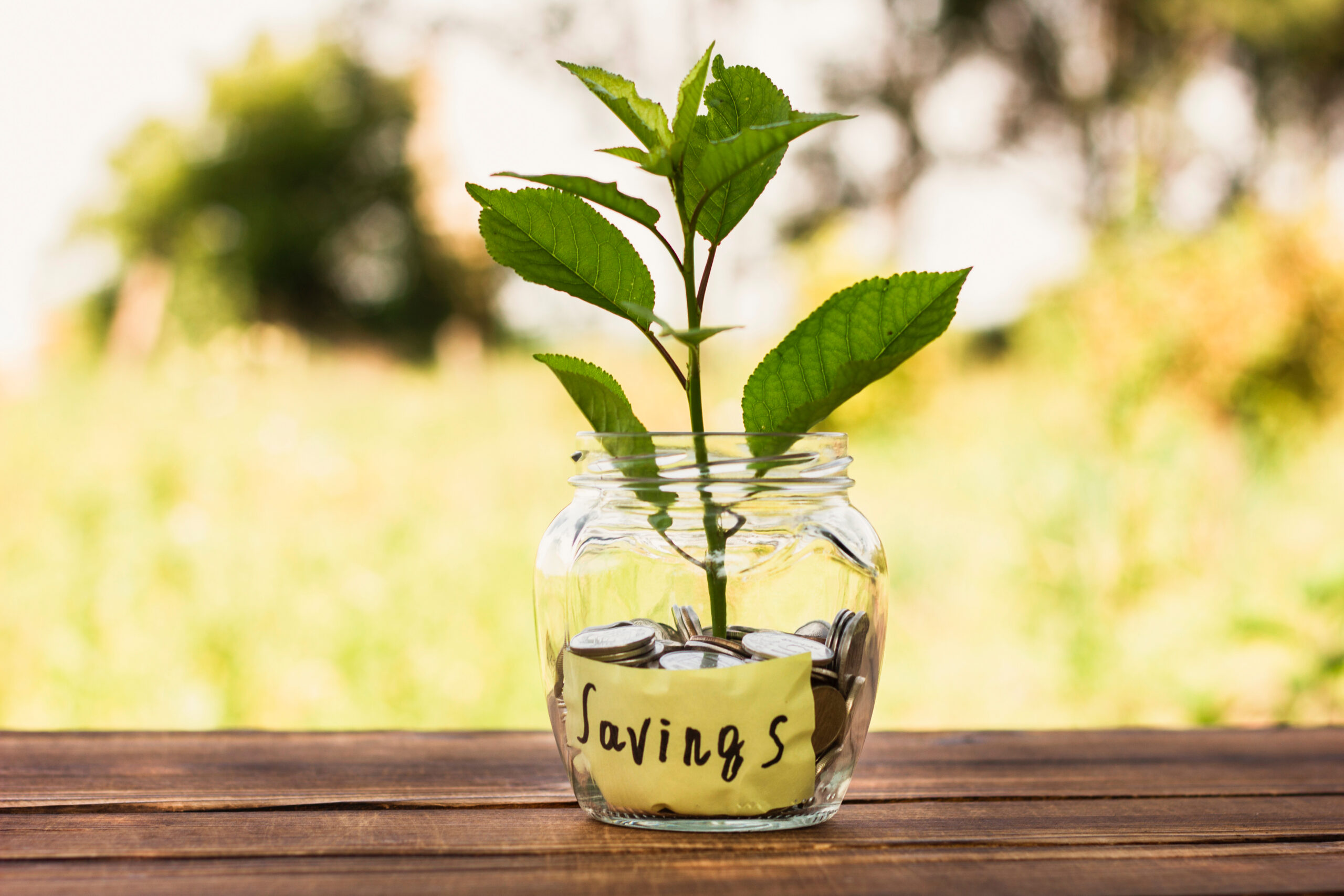Photograph of a jar with containing a small plant with a label with the word Savings written on it.